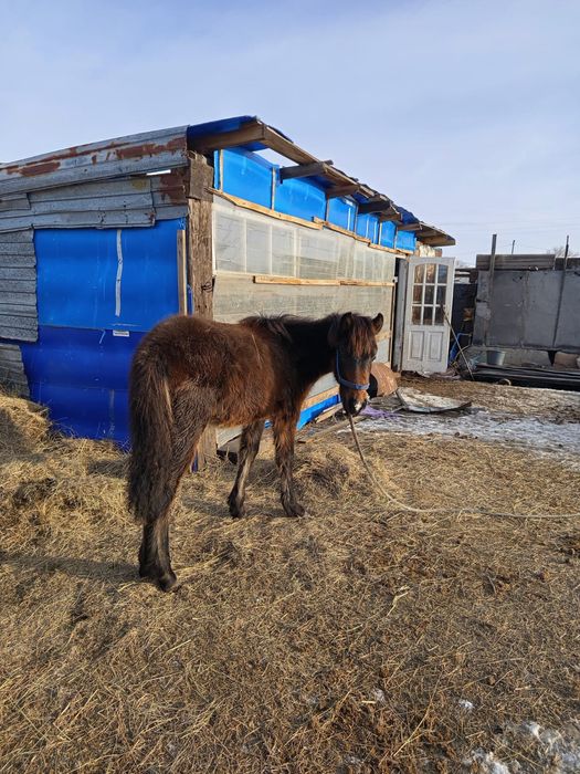 Продам жабагы ургаши