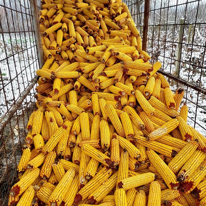 Vand porumb stiuleti - pret 0,8 bani