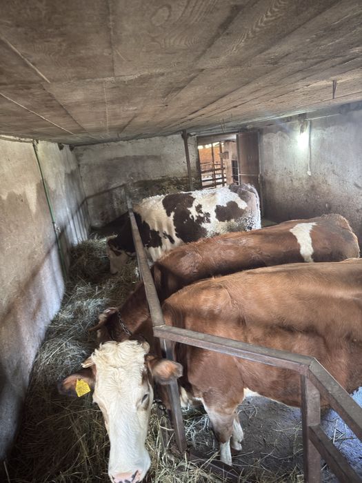 Vaci bălțate românești