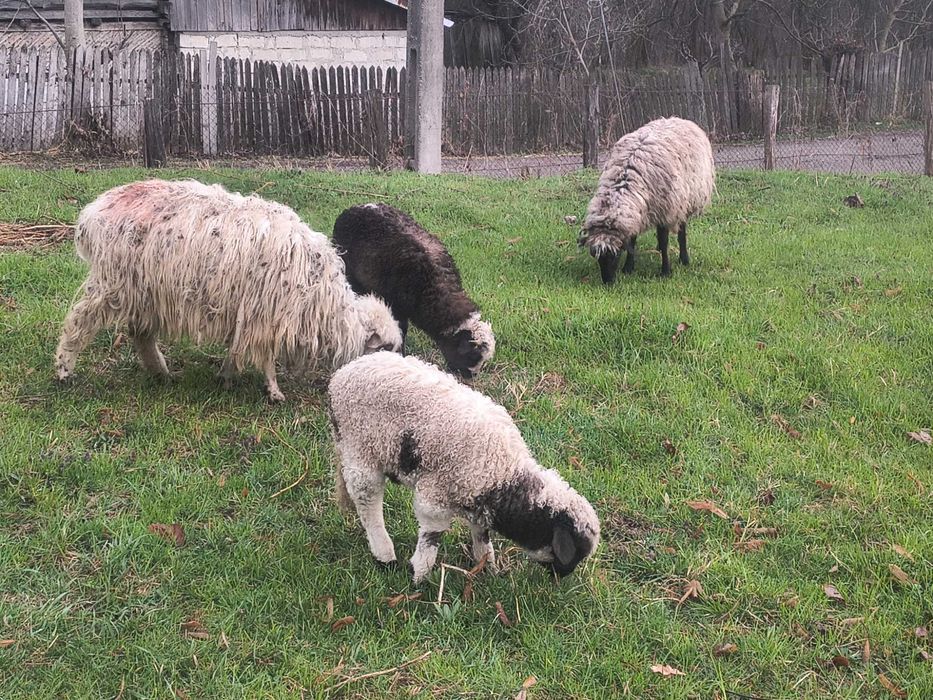 Oi tinere de vânzare ...