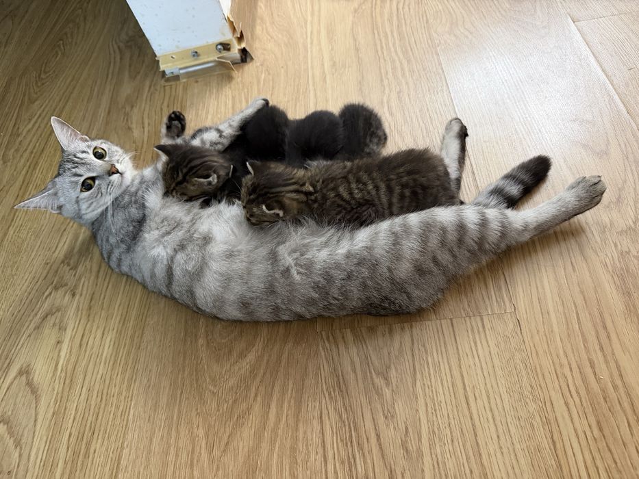 Кошка с котятами