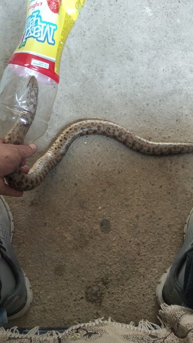 Жылан сатылады жылан сатылады