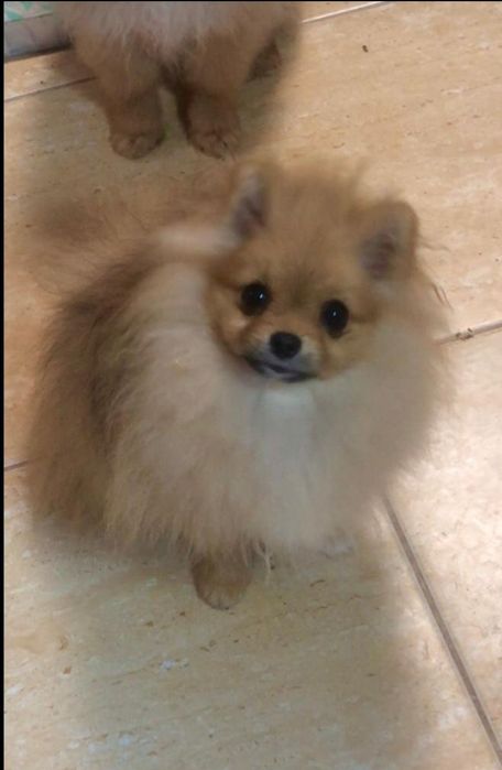 Очаровательная Шпиц девочка