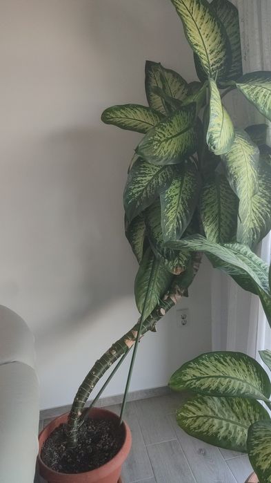 Dieffenbachia seguine
Plante