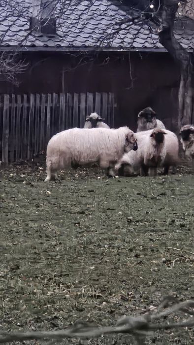 Vând oaie pentru sacrificiu