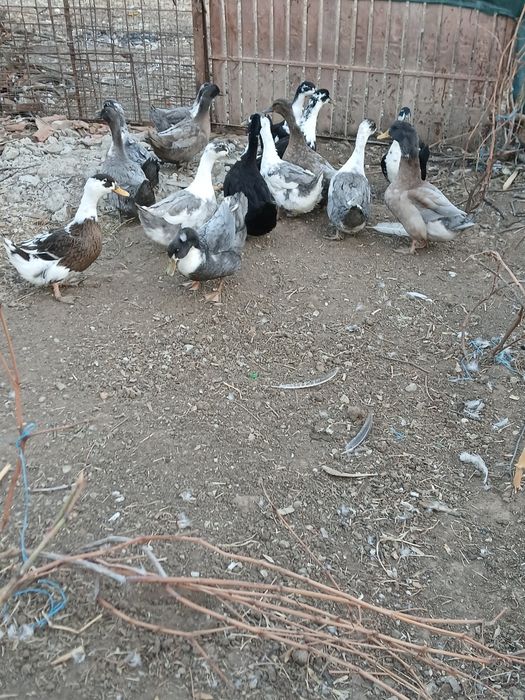 Vând rațe romînesti