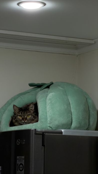 Отдам кошечку в добрые руки