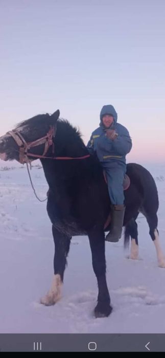 Продам полу тяж кобыла