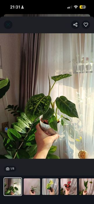 Продам комнатные цветы