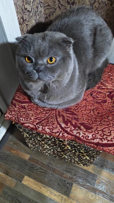 Кот на вязку скоттиш фолд