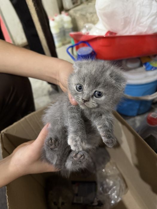 британски мушукчалар сотилади