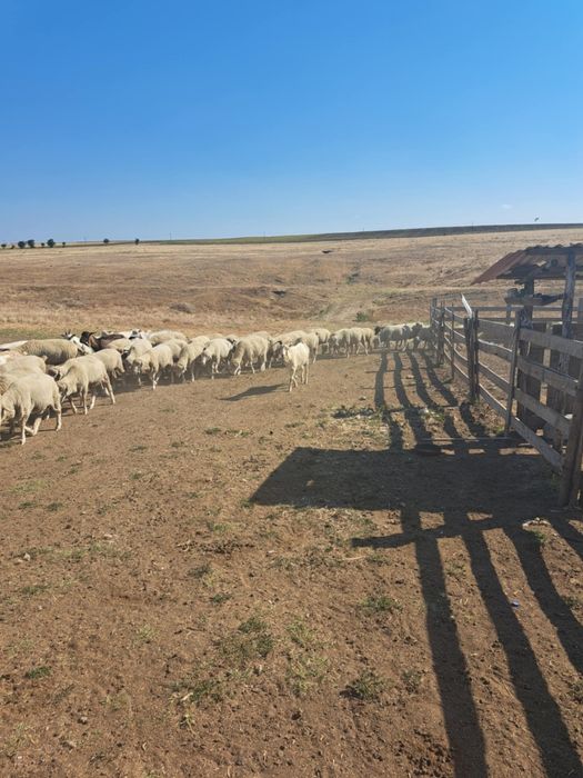 Am 90 de oi  gestante de vânzare din care 4 berbeci.
