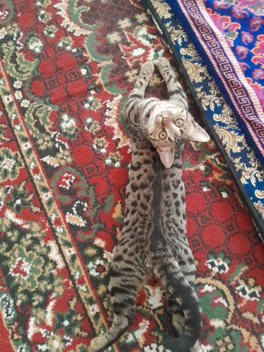 Бенгаль мушукча сотилади