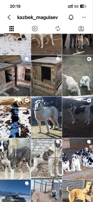 Осы ұрғашы ит сатылады
