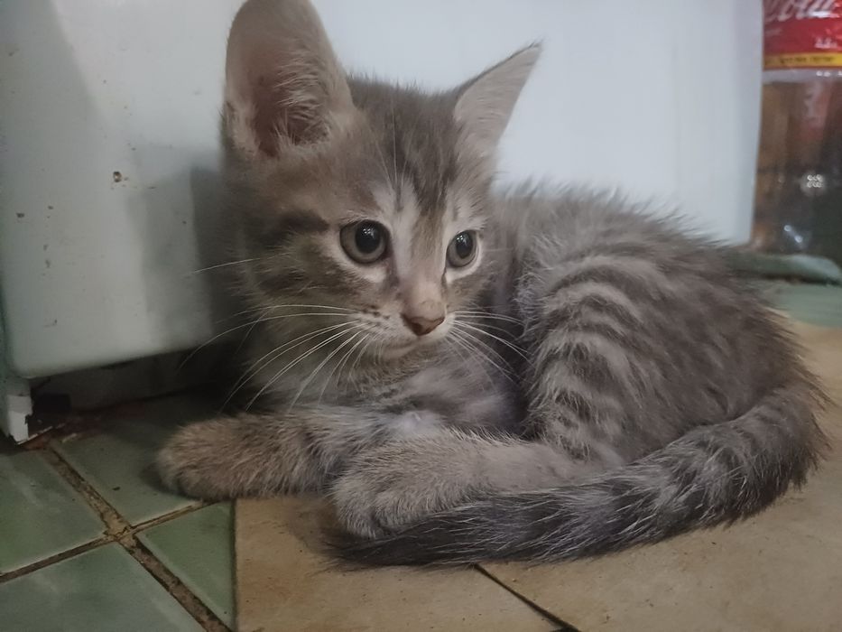 Отдам котят бесплатно