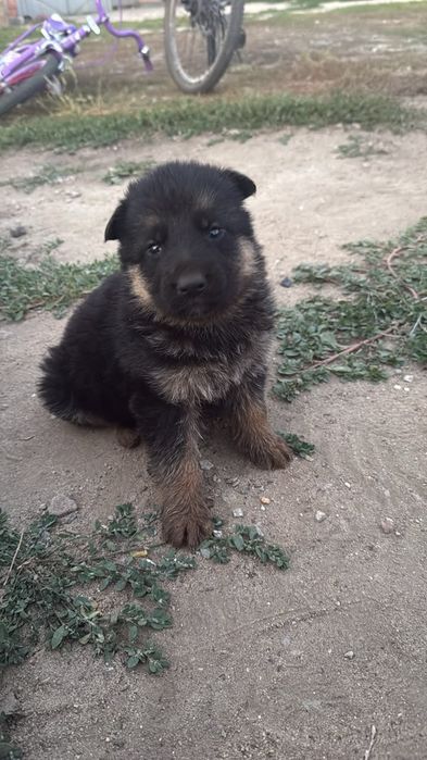 Немецкий овчарка