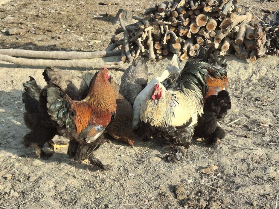 Брама хорозлар сотилади