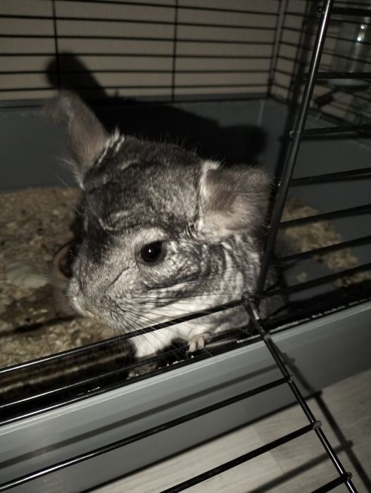 Chinchilla de vanzare