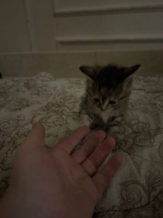 Котята домашние отдам
