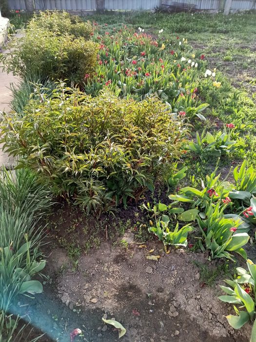 Пионы огромные, большие Кусты или Корни Делёнки Пионов .