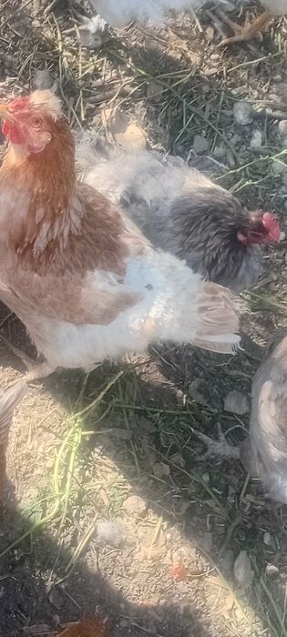 Очен хорошие куры