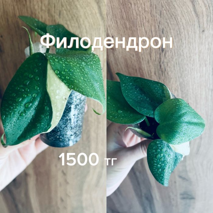 Монстеры, сингониумы, филодендрон
