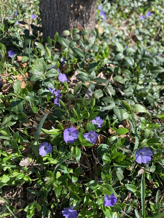 Продам растения-почвопокровники