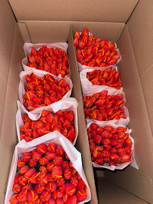 Тюльпаны белорусские