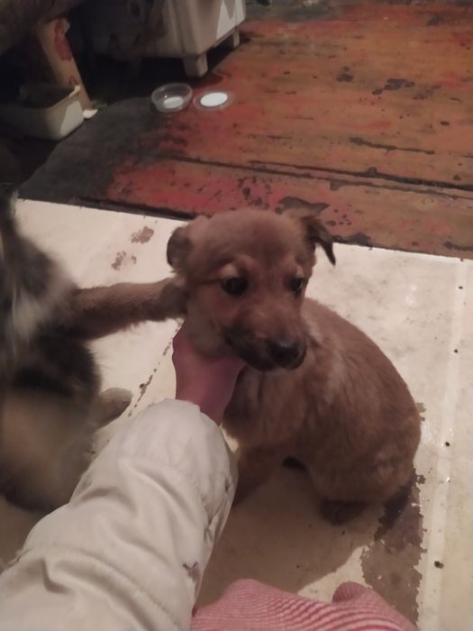 Отдам щенков в хорошие руки