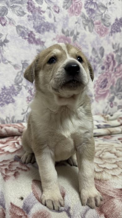 Серьезный паренёк ищет дом.