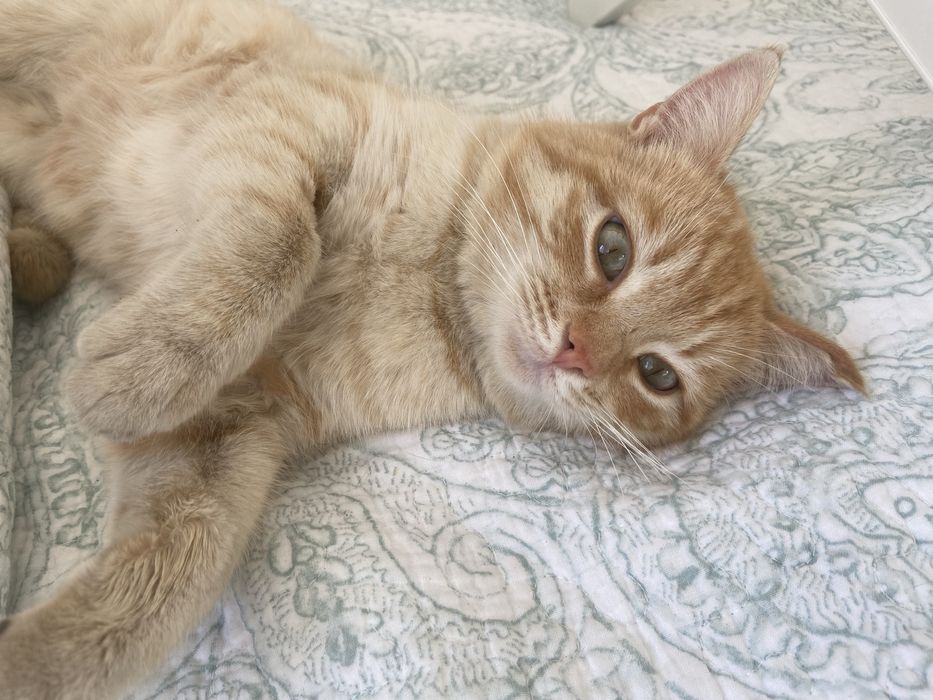 Котик Рыжик ищет дом