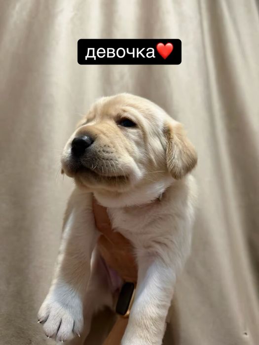 Лабрадор- Ретривер