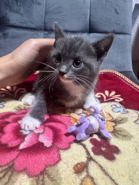 Отдам котя в добрые руки