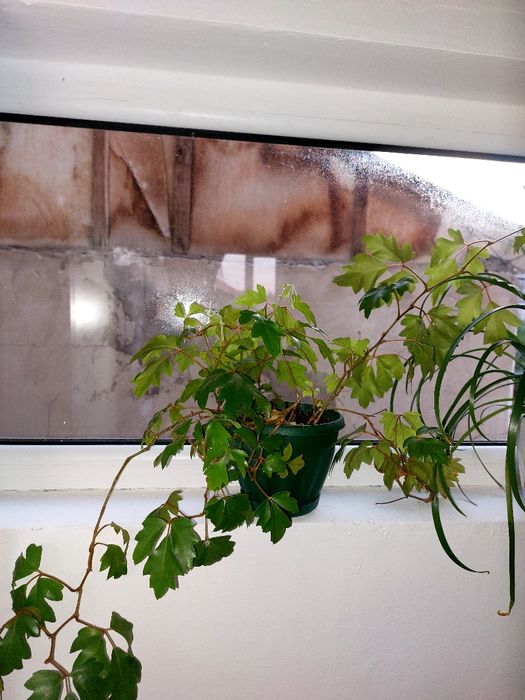 Долларовые цветы для офиса и  для дома