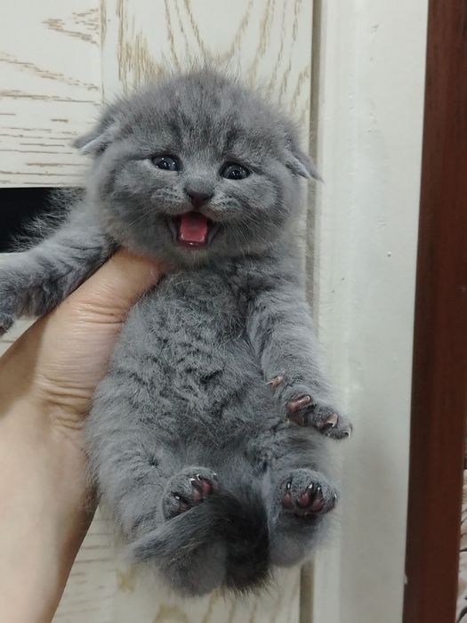 Sotiladi zoti toza skotish fold strayt qiz ogil bor