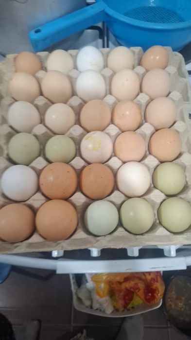 Продам петушков разных пород