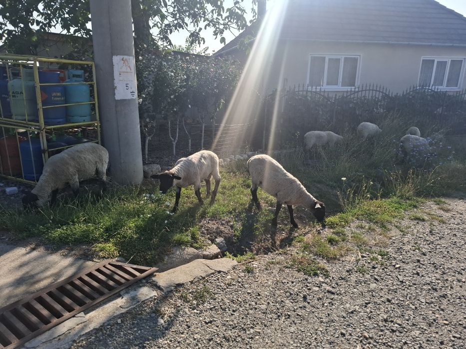 Vând oi sufolk metiș