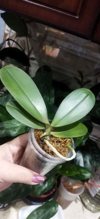 Подросток орхидеи Пичес 
70 000 сум 
3-е фото цветение мамы
Кафе Эффен