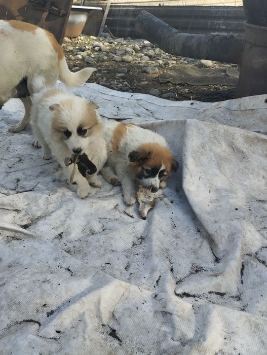 Продам щенков дворняжки