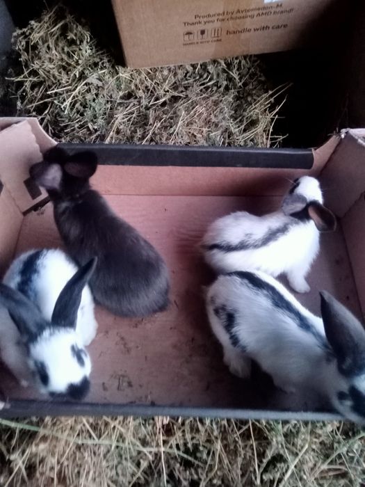 Продаются крольчата