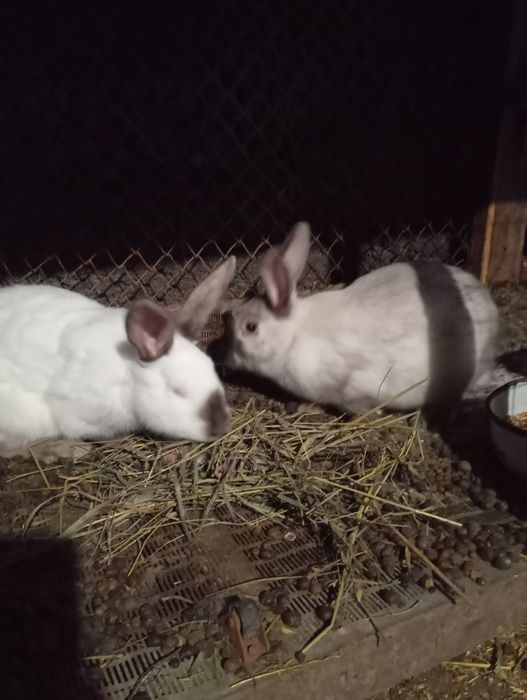 Продам молодых кроликов