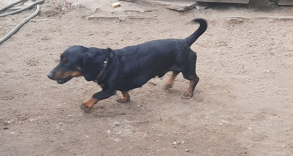 Вязка кобель таксы