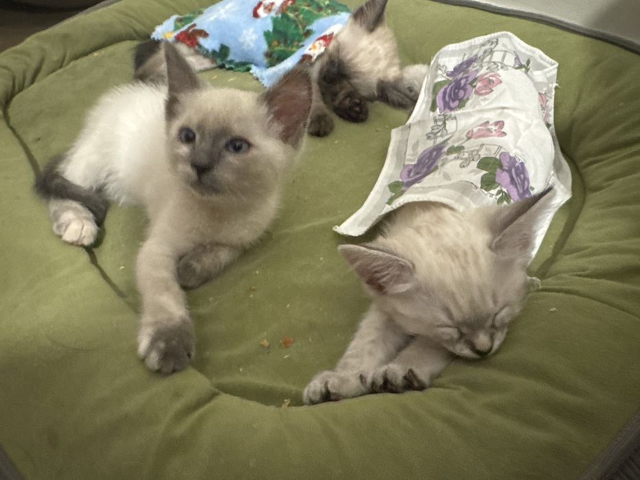 Продам кошечку котенок кошка