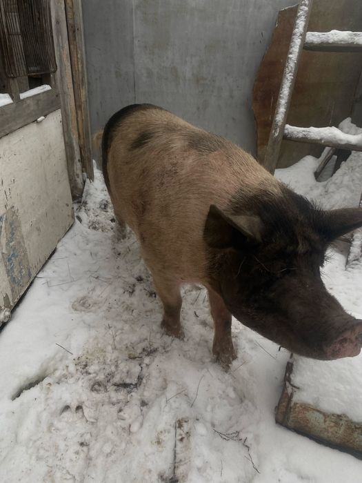 Кабан осименитель и свинка