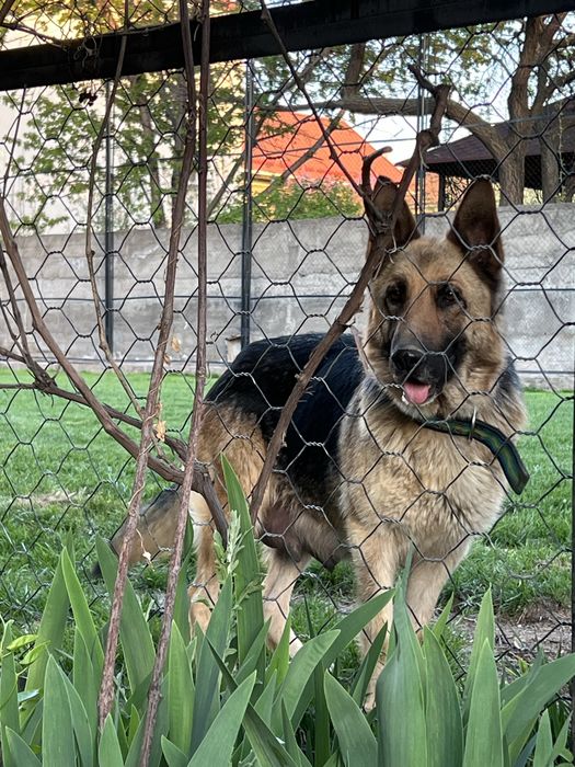 Овчарка ВЕО девочка