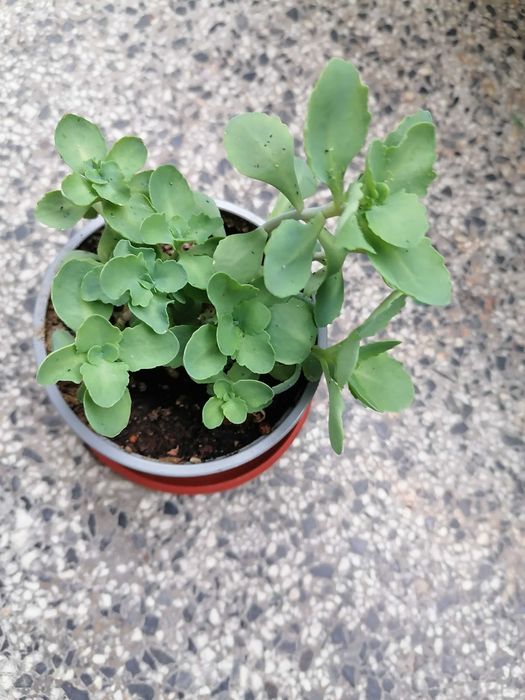 Дебела Мара и красиво Восъче!