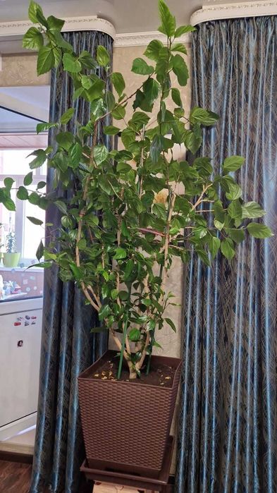 Продам цветок гибискус