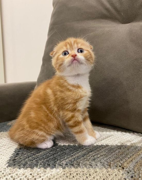 Продам Шотландских котят