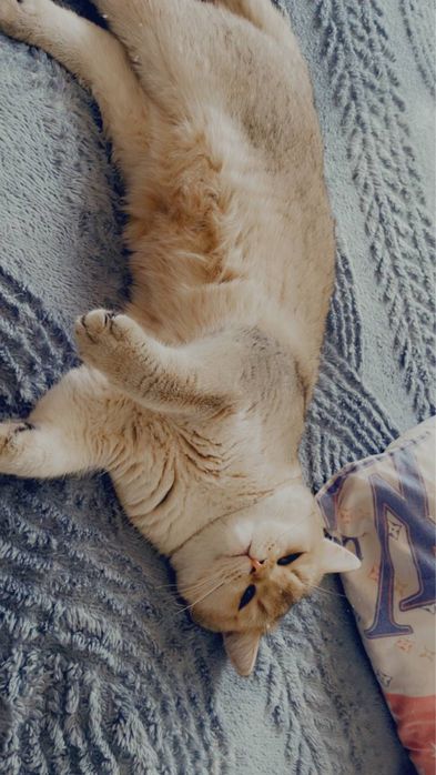 Золотая шиншилла кот на вязку