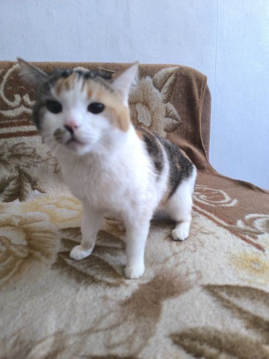 Отдам кота в хорошие руки